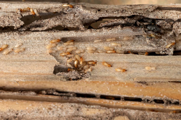 Best Affordable Pest Control Services  in Ogdensburg, NJ